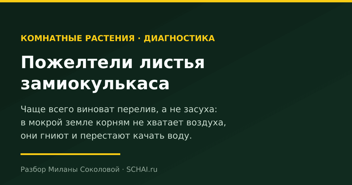 Что делать с пожелтевшими листьями замиокулькаса — и почему вообще желтеют листья у комнатных растений