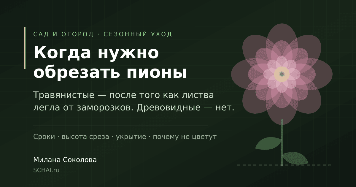 Когда нужно обрезать пионы: сроки осенней обрезки и ошибка, которая стоит цветения