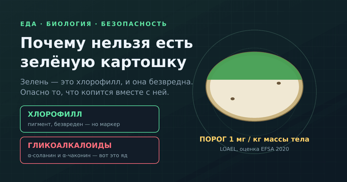 Почему нельзя есть зелёную картошку: соланин, дозы и что делать с клубнем