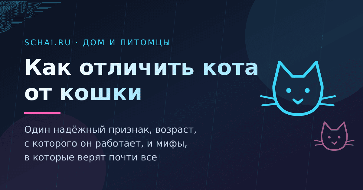 Как отличить кота от кошки: один надёжный признак и пять мифов
