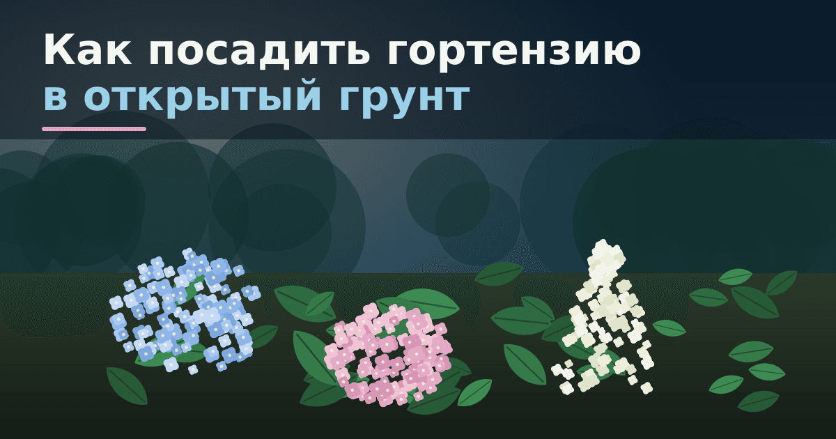 Как посадить гортензию в открытый грунт: место, почва, сроки