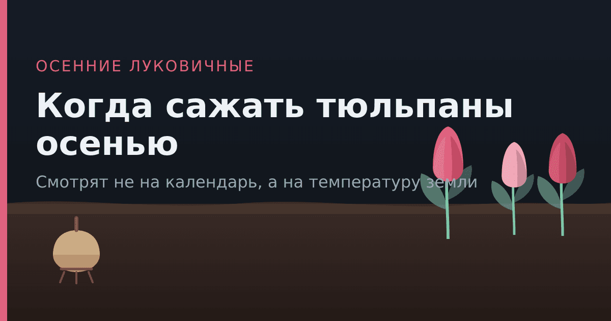 Когда сажать тюльпаны осенью: сроки, глубина и главный ориентир
