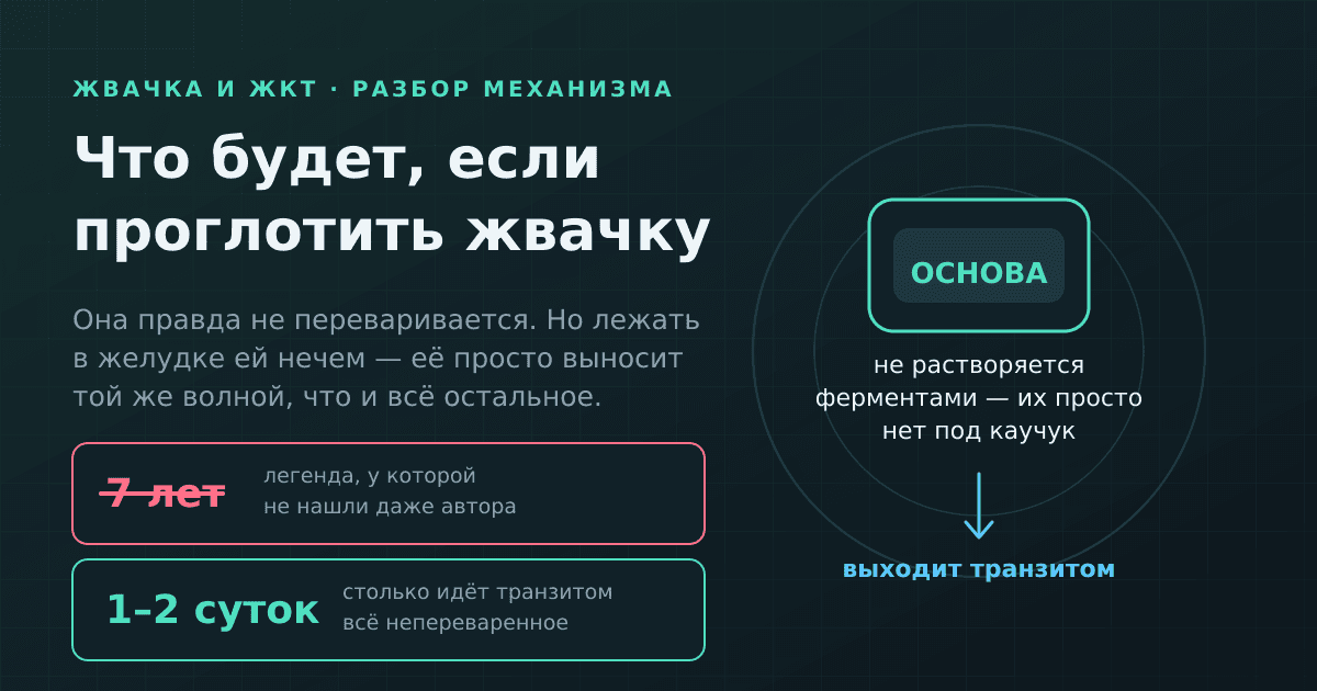 Что будет, если проглотить жвачку: правда о семи годах