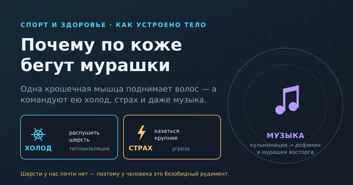Почему по коже бегут мурашки — от холода, от музыки и от страха