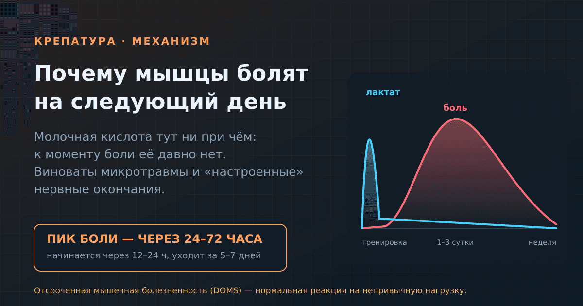 Почему болят мышцы после тренировки: крепатура и миф о молочной кислоте