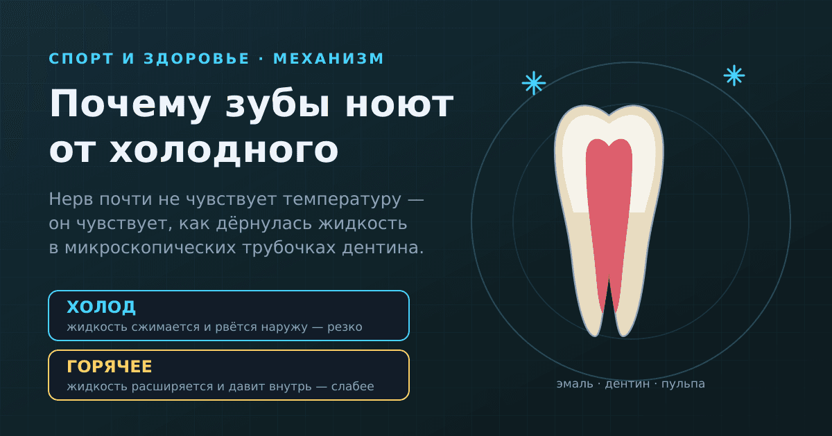 Почему зубы ноют от холодного и горячего: что на самом деле чувствует нерв