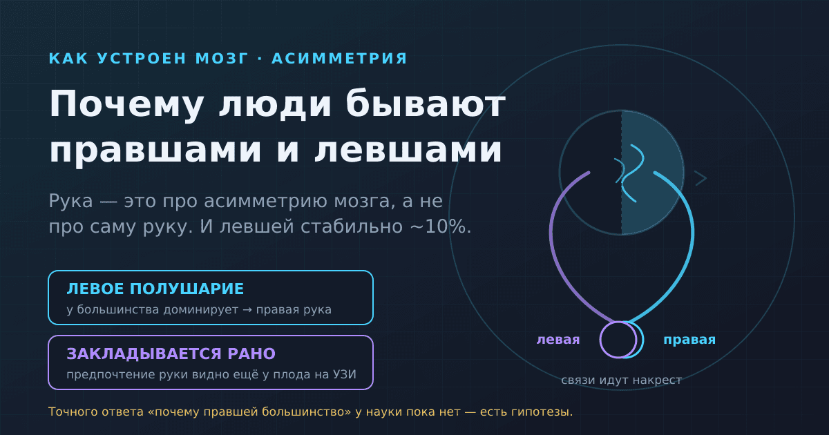 Почему люди бывают правшами и левшами — и почему левшей меньшинство