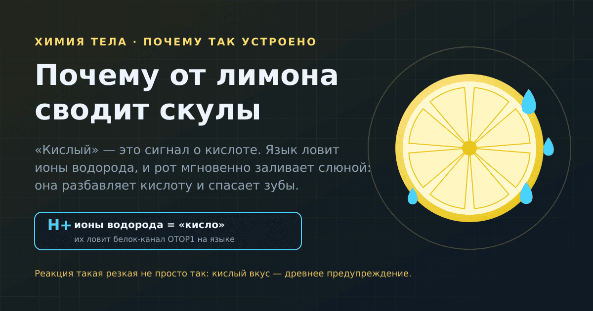 Почему от лимона сводит скулы и течёт слюна