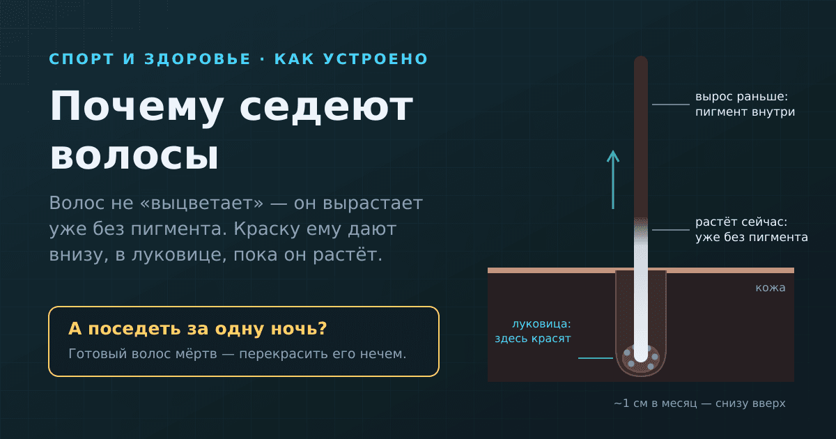Почему седеют волосы — и правда ли можно поседеть за одну ночь