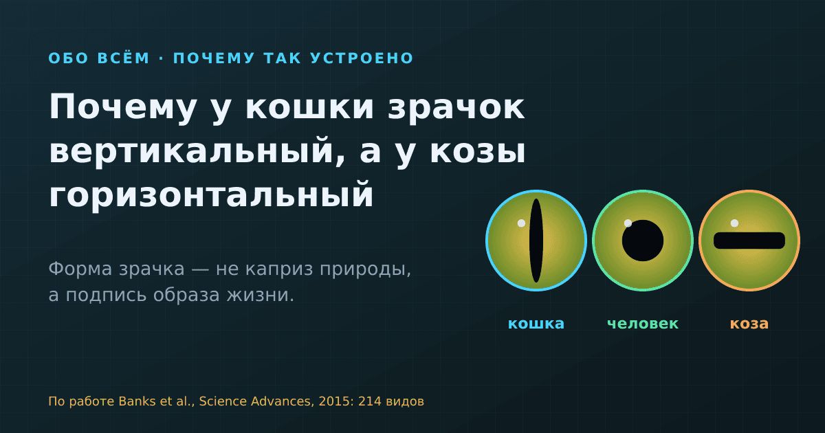 Почему у кошки вертикальный зрачок, а у козы горизонтальный: что нашли учёные