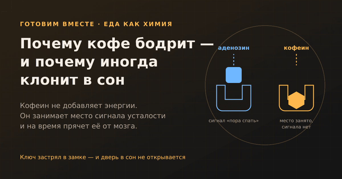 Почему кофе бодрит — и почему иногда от него наоборот хочется спать